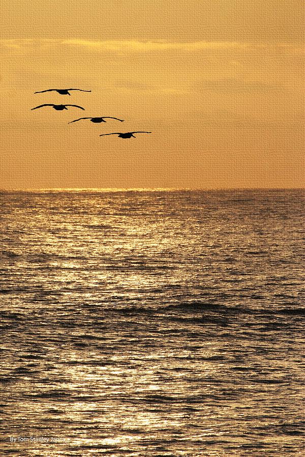 Pelicans Ocean And Sunsetting Photograph by Tom Janca