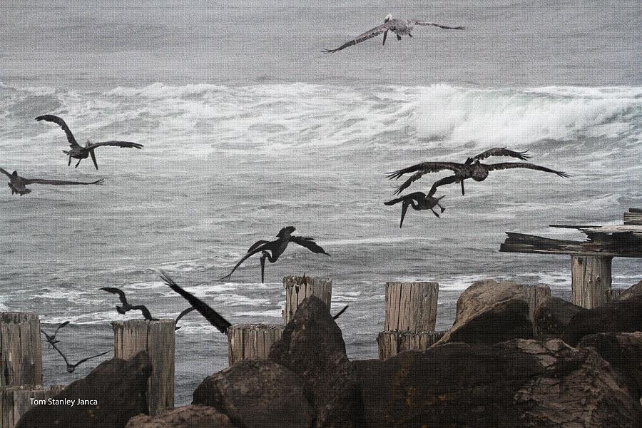 Pelicans - Ocean-Fog - Wood Pilings  Photograph by Tom Janca