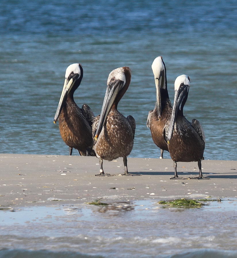 Bird Photograph - Pelicans of Bird Island 8 by Cathy Lindsey