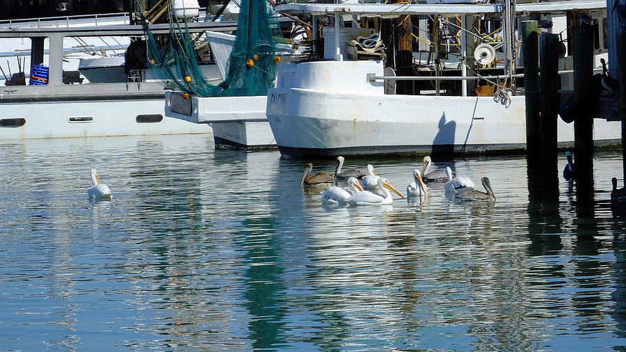Pelicans of Galveston Fishing Marina Photograph by Judy Wanamaker
