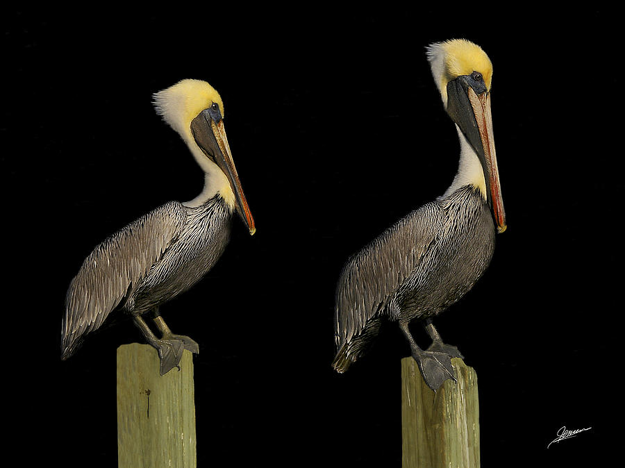 Pelicans of the Night Photograph by Phil Jensen