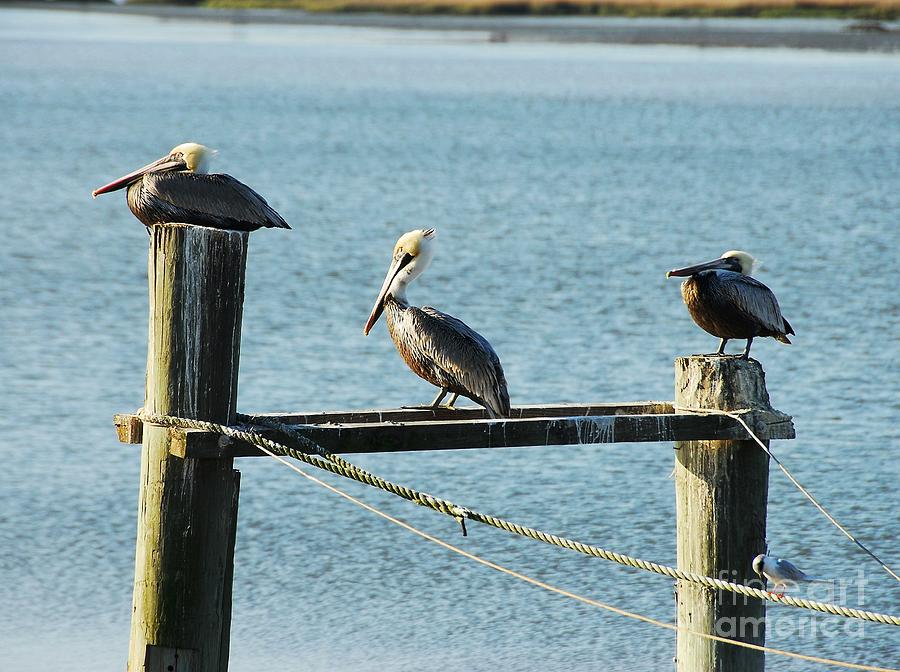 Pelican Photograph - Pelicans On A Break by Mel Steinhauer