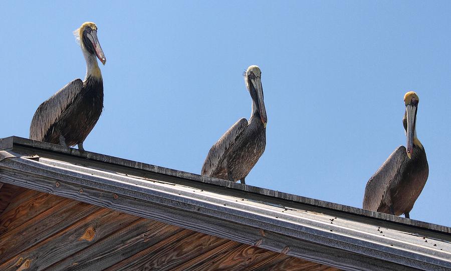 Pelicans on a Hot Tin Roof Photograph by Bob Slitzan