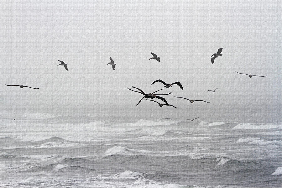 Pelicans On A Windy Foggy Day On The Oregon Coast Photograph by Tom Janca