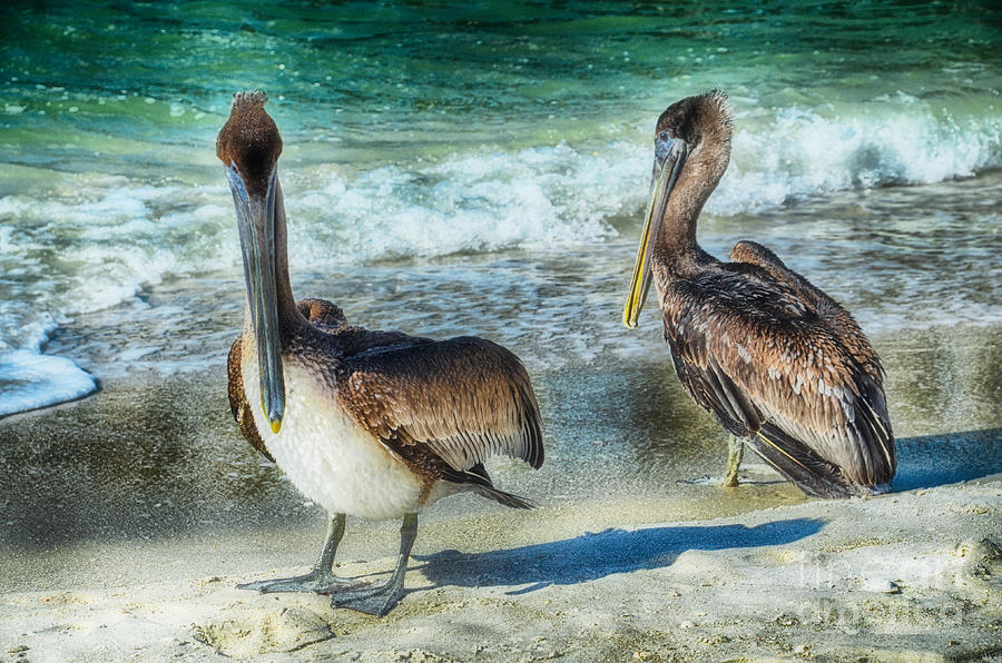Pelicans On Beach Photograph by Elaine Manley
