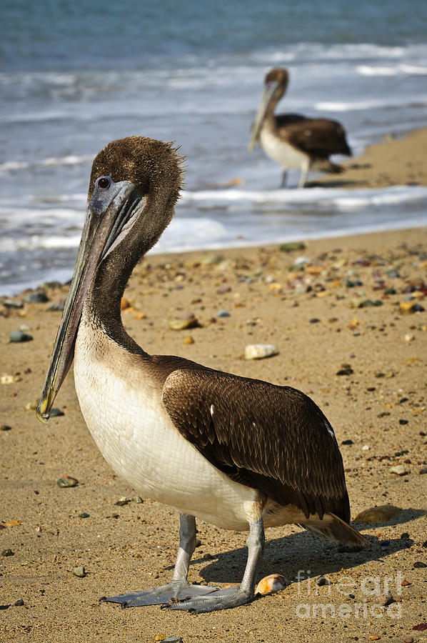 Pelicans on beach in Mexico 2 Photograph by Elena Elisseeva