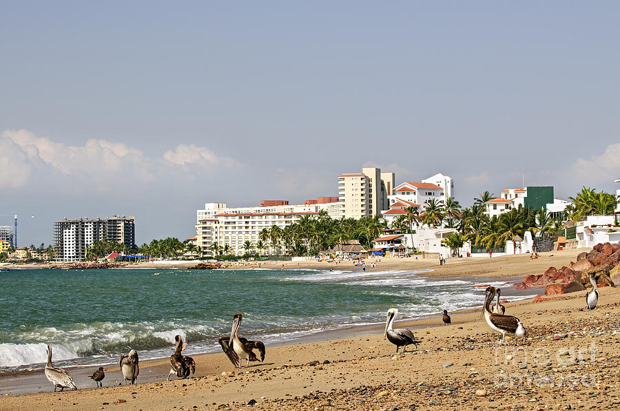 Pelicans on beach in Puerto Vallarta Photograph by Elena Elisseeva
