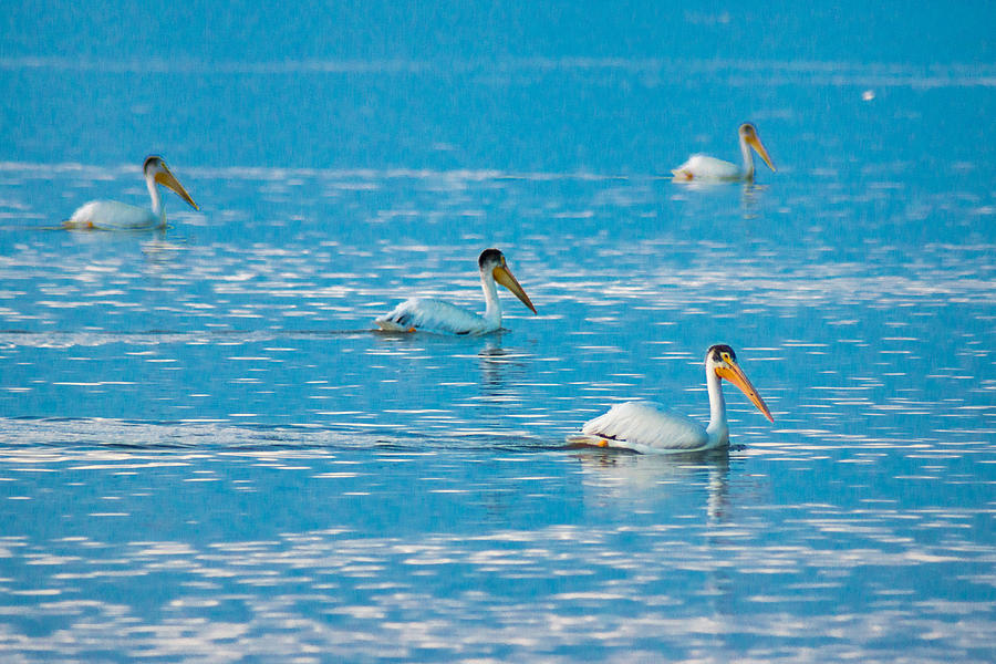 Pelicans On Blue Photograph by Bill Pevlor