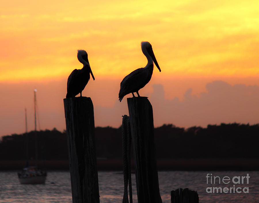 Pelicans on Pier Photograph by Scott Moore