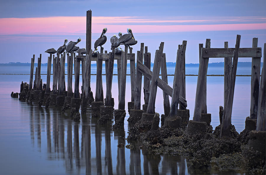 Pelicans on Pilings Photograph by Bill Chambers