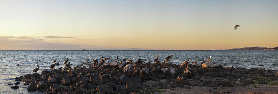Pelicans On Rocks In La Paz, Baja Photograph by Panoramic Images