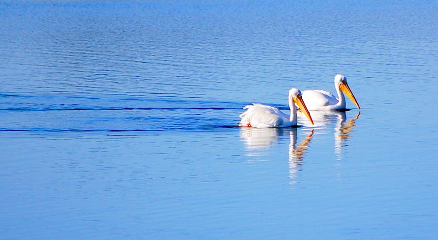 Pelicans on the Bay Photograph by AJ  Schibig