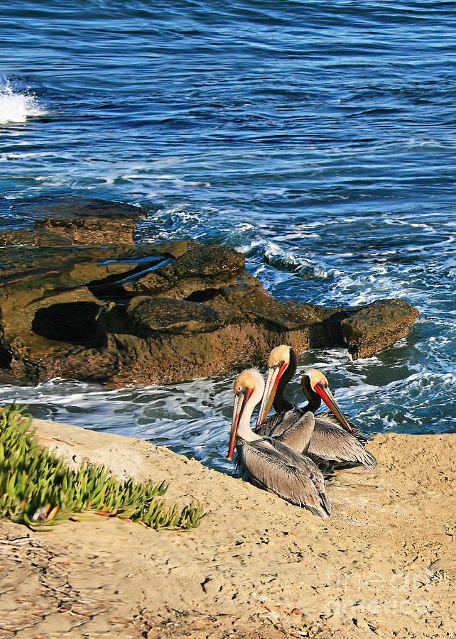 Pelicans On the Cliff - La Jolla Cove Photograph by Gabriele Pomykaj