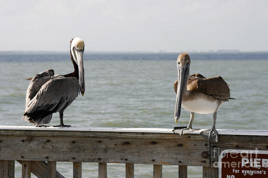Pelicans on the Pier at Fort Myers Beach in Florida Digital Art by William Kuta