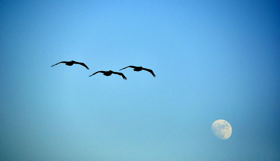 Pelicans Over the Moon Photograph by AJ  Schibig