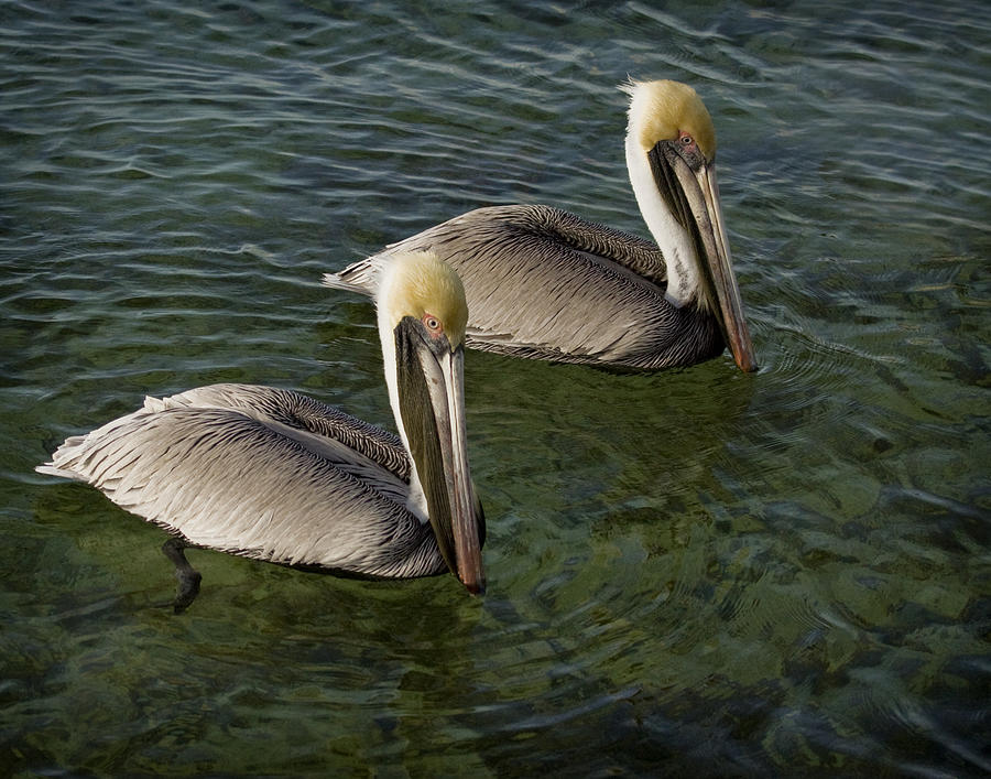 Pelicans Photograph by Paul Schreiber