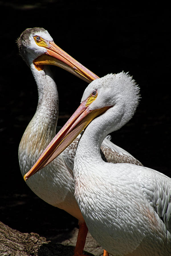 Pelicans Photograph by Photo By Mary Jo Boughton