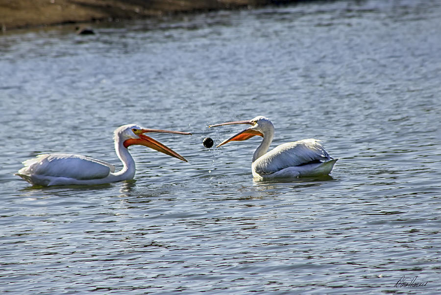Pelicans Playing Catch Photograph by Diana Haronis
