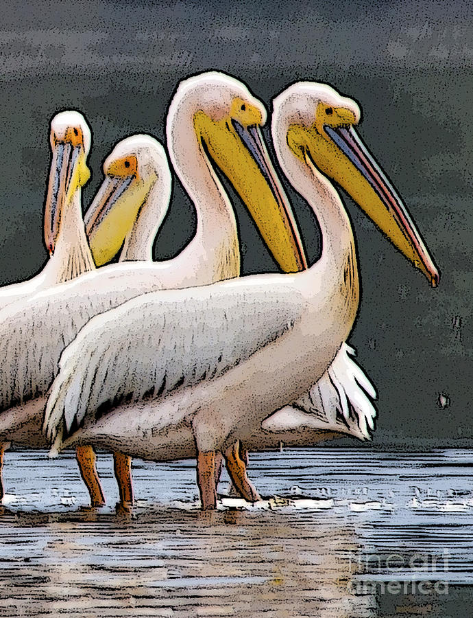 Pelicans Digital Art by Pravine Chester