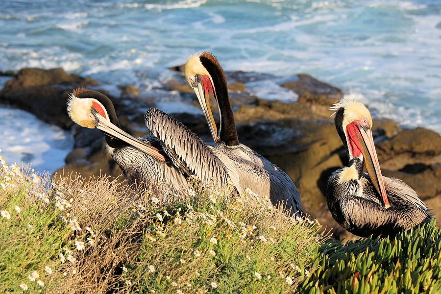 Pelicans Preening Photograph by Jane Girardot