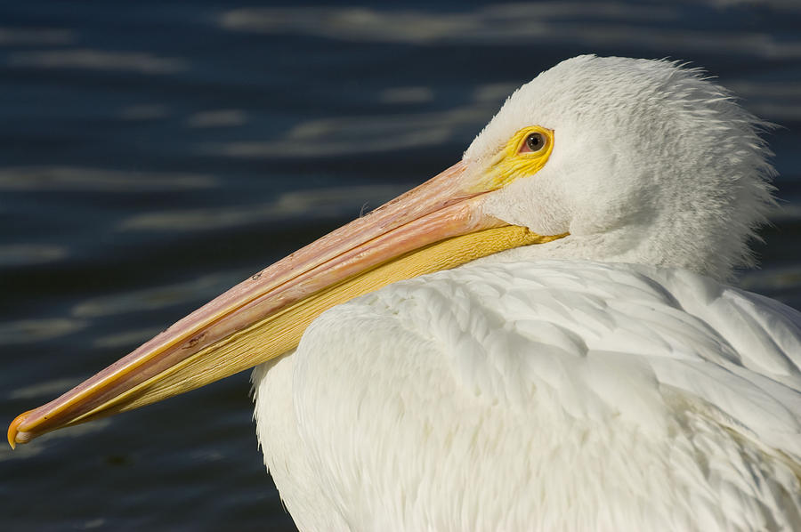 Pelican Photograph - Pelicans Profile by Paulette Moran Dalton