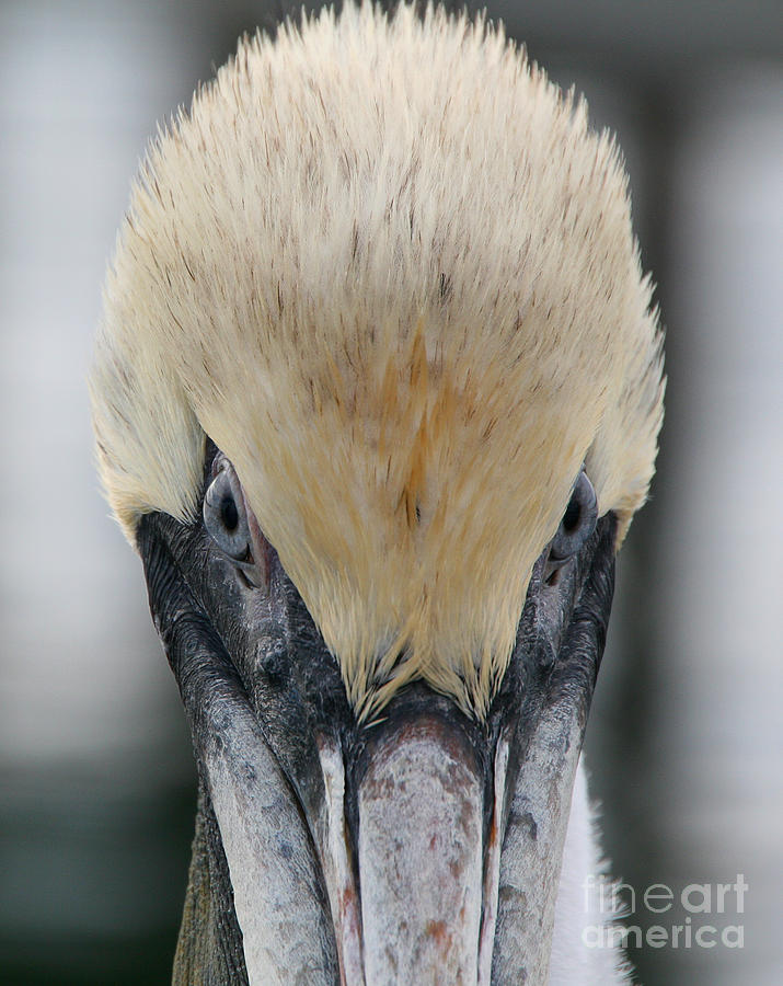 Pelicans Scrutiny Photograph by Mariarosa Rockefeller