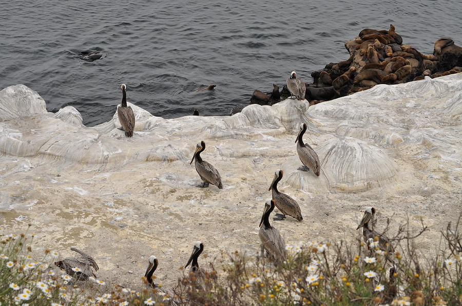 Pelicans Seals n Daisies  Photograph by Bridgette Gomes