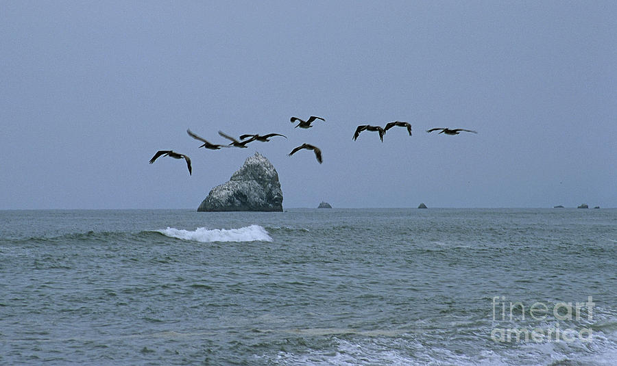 Pelicans Photograph by Sharon Elliott