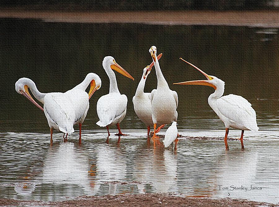 Pelicans Singing Auld Lang Syne Photograph by Tom Janca