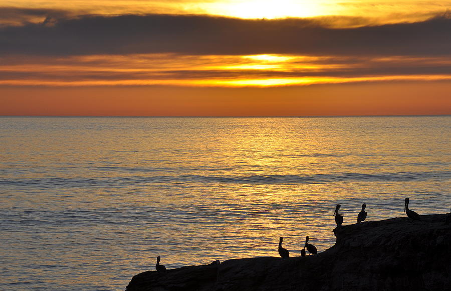 Pelicans Sunset View Photograph by AJ  Schibig