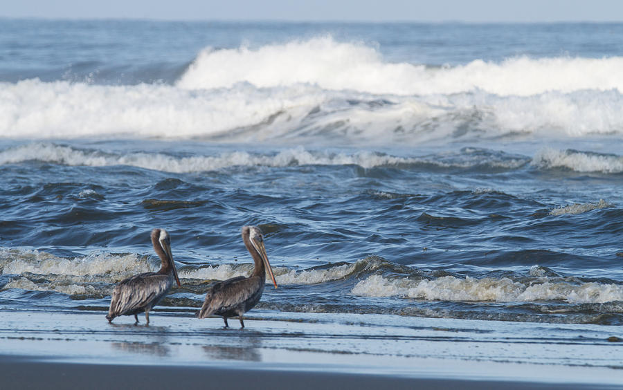 Pelicans Watching the Surf Photograph by Angie Vogel