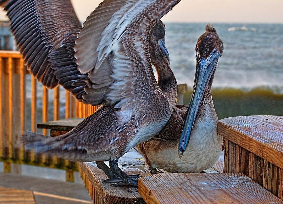 Pelicans Wings a Flappin Digital Art by Michael Thomas