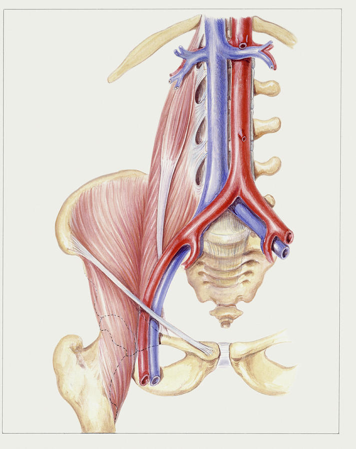 Pelvic Anatomy Photograph by De Agostini Picture Library, Universal