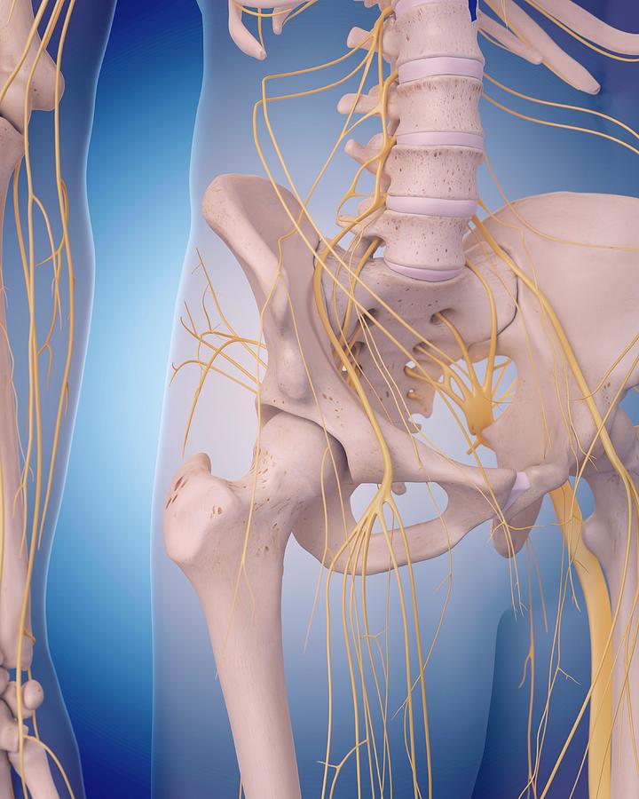 Pelvic Nerves Photograph by Sebastian Kaulitzki/science Photo Library ...