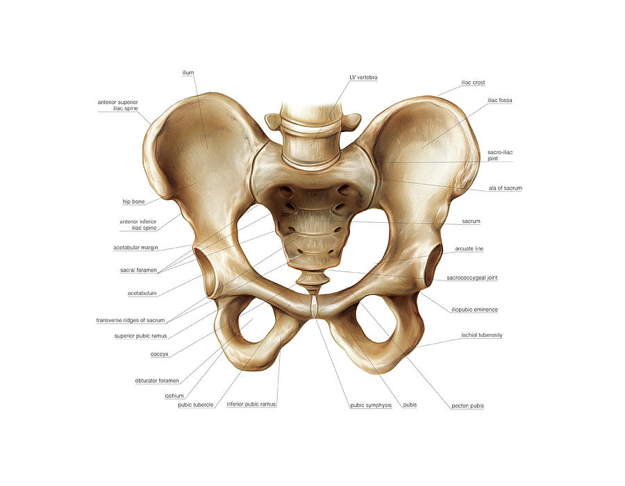 The ultimate pelvic anatomy resource subscribe for your pdf copy today! 