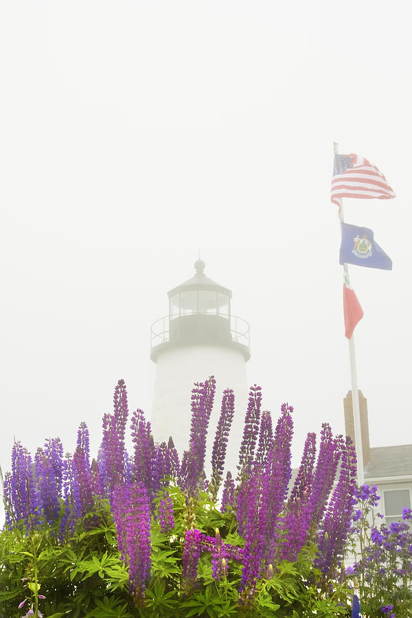 Pemaquid Point Lighthouse Lupine Maine Prints Photograph by Keith Webber Jr