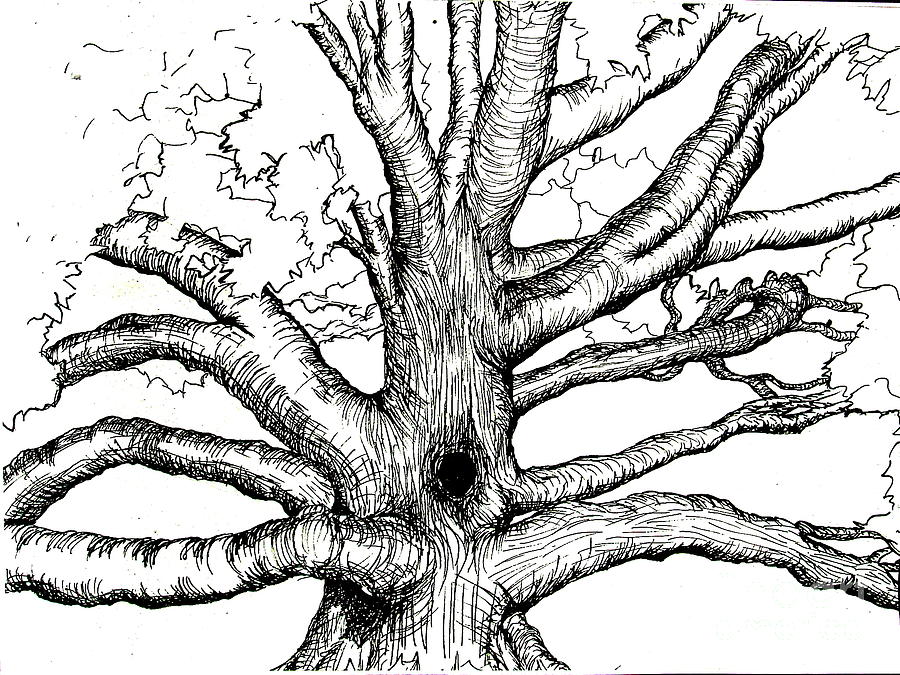 Pen And Ink Tree Painting by Joseph Hawkins