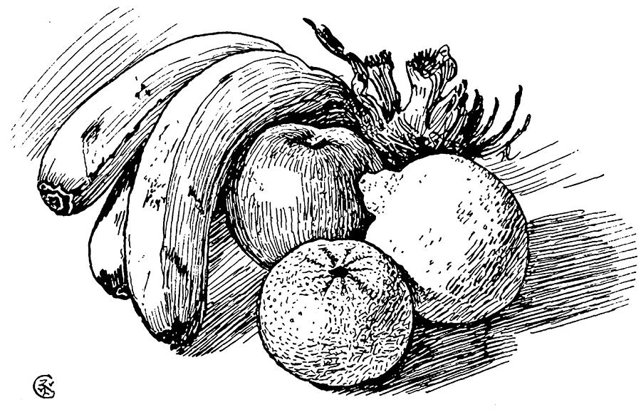 Set of 2 contour drawing seasonal fruits apple Vector Image