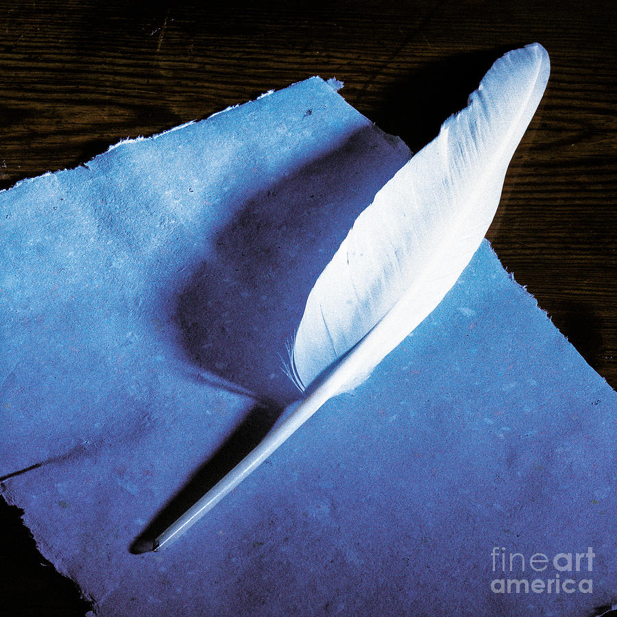 Feather Still Life Photograph - Pen Feather by Kim Lessel
