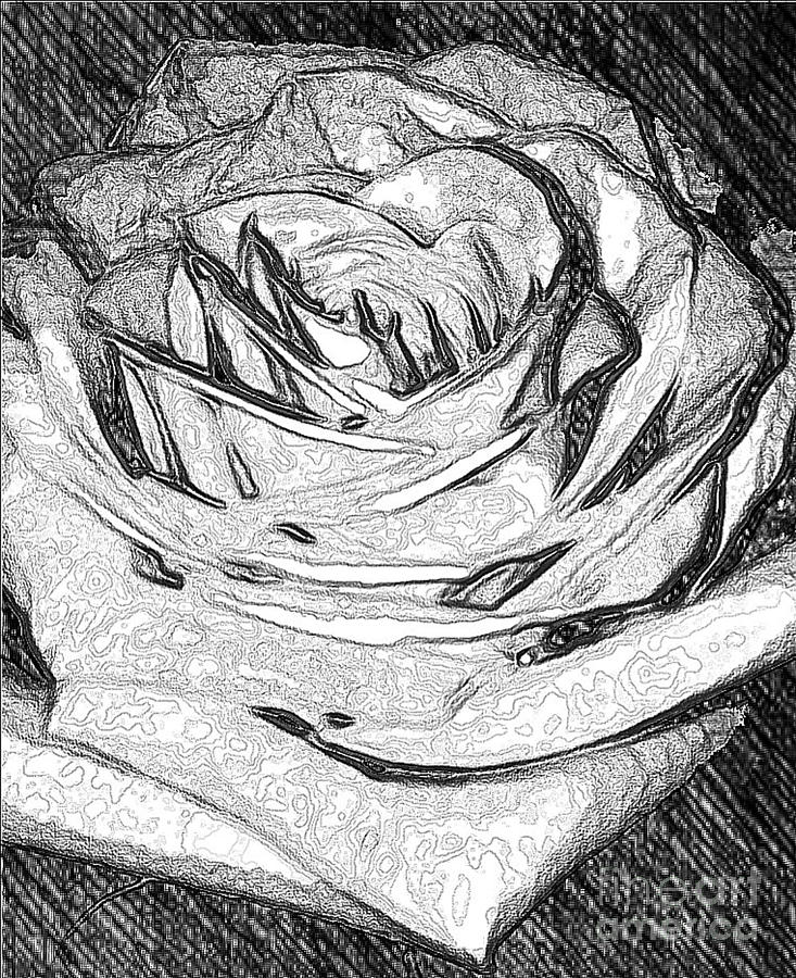Flower Digital Art - Pen Rose by Gayle Price Thomas