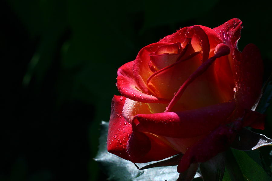 Rose Photograph - Penchant by Doug Norkum