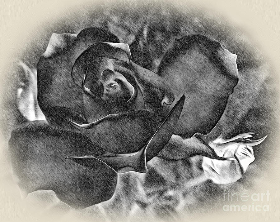 Vintage Photograph - Pencil and Ink Rose by Kaye Menner