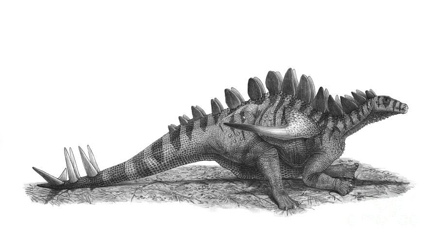 Black And White Digital Art - Pencil Drawing Of Gigantspinosaurus by Vladimir Nikolov