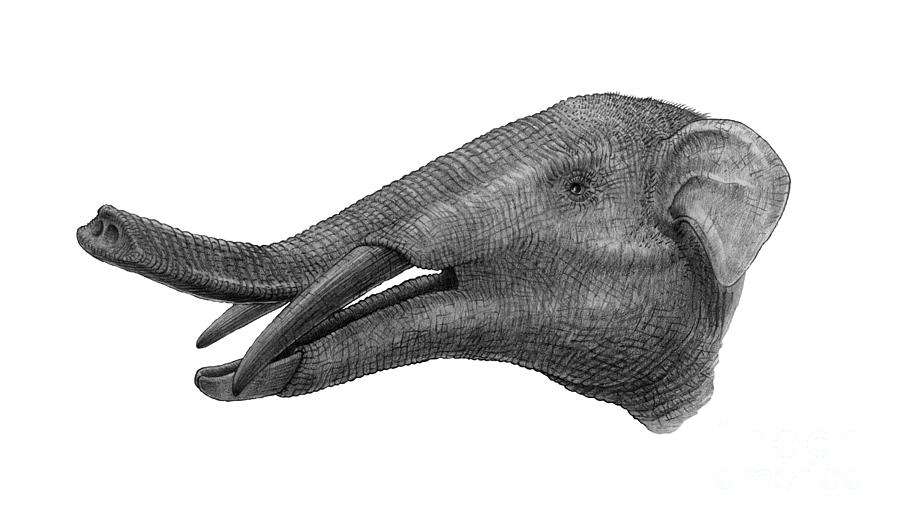 Black And White Digital Art - Pencil Drawing Of Gomphotherium by Vladimir Nikolov
