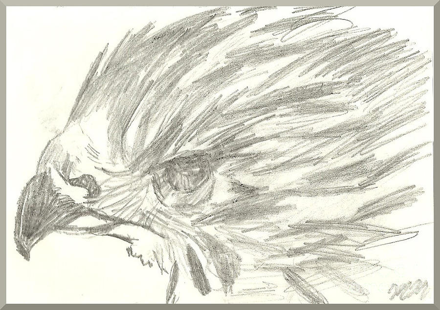 Pencil Drawing of Hawk Eye Drawing by Marissa McAlister