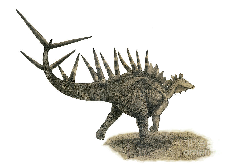 Dinosaur Digital Art - Pencil Drawing Of Kentrosaurus by Vladimir Nikolov
