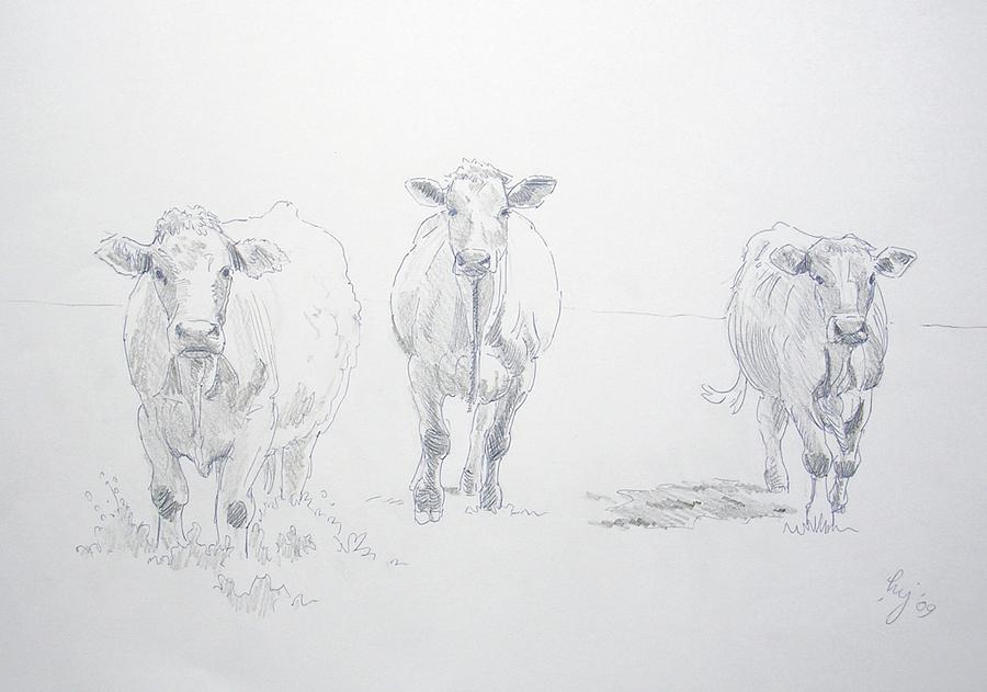 Pencil drawing of three cows Drawing by Mike Jory