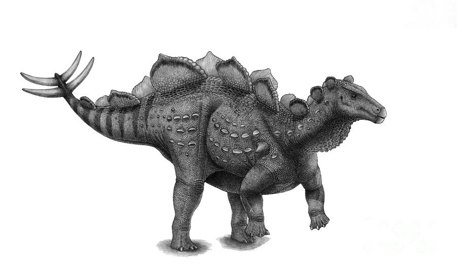 Black And White Digital Art - Pencil Drawing Of Wuerhosaurus Homheni by Vladimir Nikolov