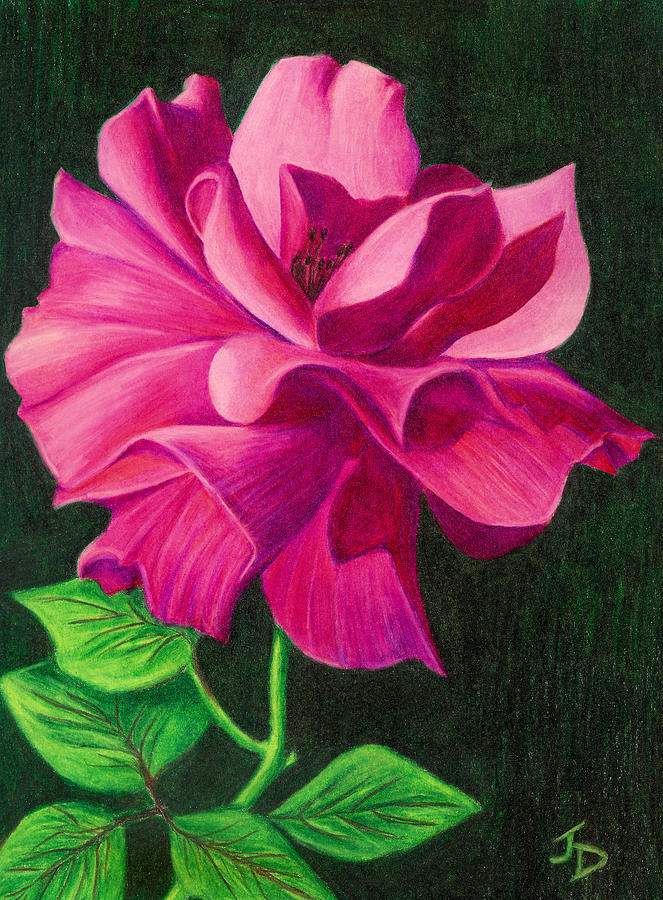 Pencil Rose Drawing by Janice Dunbar