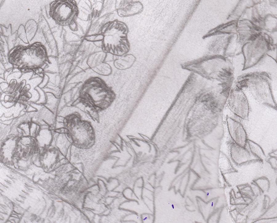 Flower Drawing - Pencil Sketch from 2000 by Anne-Elizabeth Whiteway